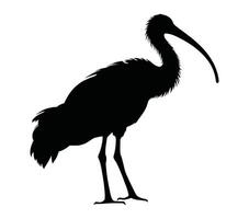 vettore, isolato silhouette di africano sacro ibis. vettore