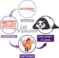 diagramma che mostra l'organizzazione cellulare in un panda vettore