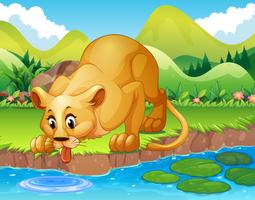 Acqua potabile del leone nello stagno vettore