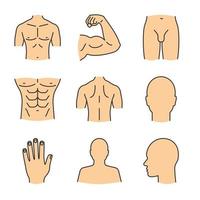 set di icone di colore delle parti del corpo maschile. testa, mano, bicipite, busto, schiena, glutei, profilo, inguine. illustrazioni vettoriali isolate