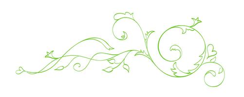 Separatore calligrafico disegnato a mano di vettore verde. Spring Flourish Design Element. Decorazioni in stile floreale chiaro per biglietto di auguri, web, matrimonio e stampa. Isolato su sfondo bianco Calligrafia e lettering illustrazione