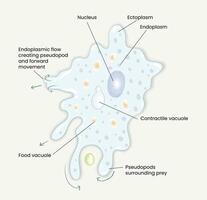 illustrazione di ameba anatomia diagramma vettore