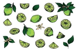 vettore lime clipart. mano disegnato agrume impostare. frutta illustrazione. per Stampa, ragnatela, disegno, arredamento