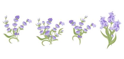 impostato di mazzi di fiori di lavanda fiori. vettore illustrazione isolato su bianca sfondo.