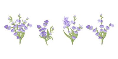 impostato di mazzi di fiori di lavanda fiori. vettore illustrazione isolato su bianca sfondo.