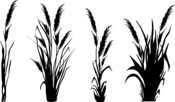 Immagine di un' monocromatico canna, erba o giunco di palude su un' bianca sfondo.isolato vettore disegno.nero erba grafico silhouette.