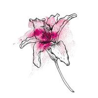 vettore illustrazione di mini cuffie e petali di un' giglio. disegno di gigli con luminosa acquerello macchie.
