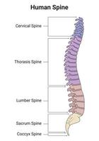 umano Spagna scienza design vettore illustrazione diagramma