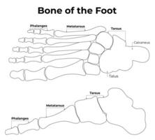 osso di il piede scienza decidere vettore illustrazione diagramma