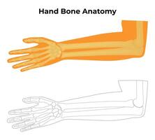 mano osso anatomia scienza design vettore illustrazione diagramma