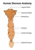 umano sterno anatomia scienza design vettore illustrazione