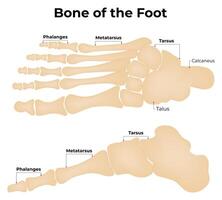 il osso di il piede scienza decidere vettore illustrazione diagramma