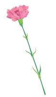 rosa garofano isolato su bianca sfondo. vettore immagine per saluto carte per San Valentino giorno, La madre di giorno, Maggio 9. fiori per nozze arredamento.