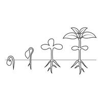 continuo singolo linea arte di albero pianta crescita processi illustrazione schema vettore arte.