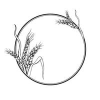 vettore cerchio telaio con orecchie di Grano, mano disegnato illustrazione di rami di Grano, agricoltura tema, nero e bianca schizzo di raccogliere tema isolato su bianca sfondo