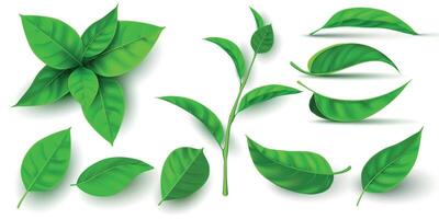 realistico 3d fresco tè verde le foglie e rami. volante albero foglia. tè o menta pianta elementi. ecologia, natura e vegano simbolo vettore impostato
