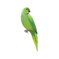 pappagalli tropicali colorati uccelli esotici are natura animali collezione realistica di pappagalli pappagallo uccello realistico illustrazione colorata fauna animale