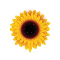 vettore giallo girasole fiore il giro luminosa infiorescenza