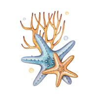 mano disegnato stella marina con alghe, acquerello composizione vettore