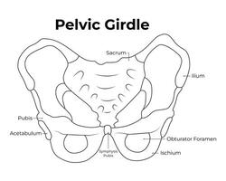 pelvico cintura scienza design vettore illustrazione