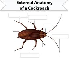 anatomia esterna di uno scarafaggio foglio di lavoro vettore