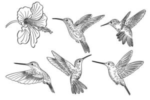 mano disegnato scarabocchio stile illustrazione di colibri vettore