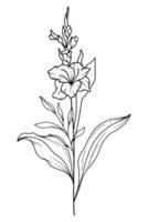 gladiolo linea arte. gladiolo schema illustrazione. agosto nascita mese fiore. gladiolo schema isolato su bianca. mano dipinto linea arte botanico illustrazione. vettore