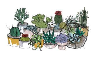 collezione di mano disegnato succulente, cactus e altro deserto impianti in crescita nel pentole e bicchiere vivari. naturale casa decorazione. colorato vettore illustrazione