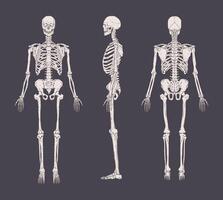 impostato di realistico scheletri isolato su grigio sfondo. anteriore, laterale e posteriore Visualizza. concetto di anatomia di umano scheletrico sistema. vettore illustrazione per educativo o medico striscione.