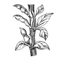 pianta verde fagioli vettore illustrazione isolato su bianca. fagiolino inchiostro mano disegnato. fagioli baccello con le foglie nero bianca grafico. legume pianta. per design menù, avvolgere, ingredienti di piatti, confezione.