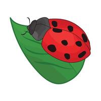 illustrazione di coccinella vettore