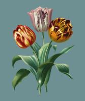Tulipano di Didier (Tulipa gesneriana) illustrato da Charles Dessalines D &#39;Orbigny (1806-1876). Miglioramento digitale della nostra edizione del 1892 di Dictionnaire Universel D&#39;histoire Naturelle. vettore
