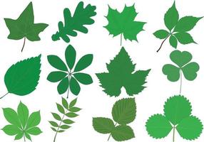 illustrazione vettoriale di raccolta di foglie verdi di piante diverse