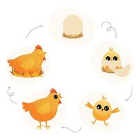 pollo vita ciclo. cartone animato covata gallina con pulcini e uova, passo di passo a partire dal uovo per adulto e Indietro, pollo embrione per adulto e pulcini. vettore illustrazione