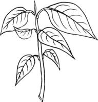 vettore illustrazione, mano disegnato avocado semi nel un' bicchiere di acqua per germinazione. avocado germoglio a partire dal un' seme con le foglie