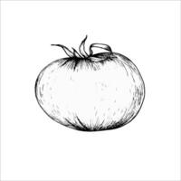 salutare cibo vettore illustrazione. mano disegnato linea arte stile di biologico cibo di pomodoro vegetariano cibo composizione per Imballaggio, menù, ristorante design