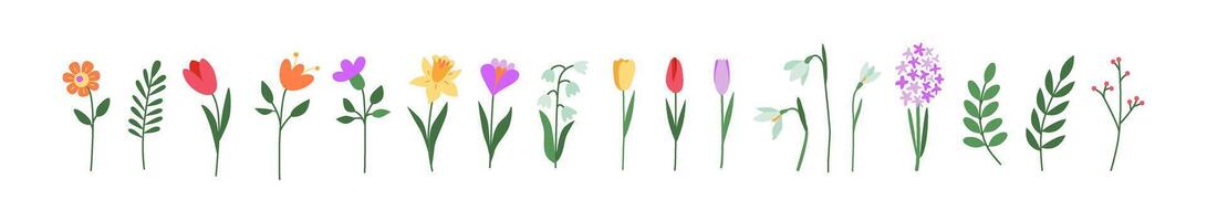 colorato primo primavera fiori. tulipano, croco, bucaneve, giacinto, Narciso. botanico disegno. mano disegnato scarabocchi. grande per saluto carte, sfondi, tatuaggio. donna di giorno, La madre di giorno, nozze. vettore