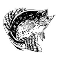 crappie pesce mano disegnato illustrazione nero e bianca vettore