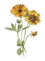 Coreopsis di Frederick Edward Hulme ?????? (1841-1909), un cromolitografia vintage di zecca. Miglioramento digitale di rawpixel. vettore