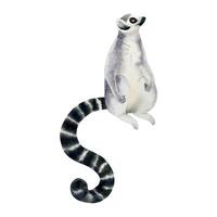 Madagascar coda ad anelli lemure seduta e guardare su acquerello vettore illustrazione. tropicale animale con lungo a strisce coda