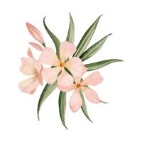 oleandro ramo con fiori, mini cuffie e le foglie acquerello vettore illustrazione. pesca fuzz pastello rosa colore floreale mazzo
