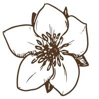 mano disegnato vettore fiore. botanico dettagliato illustrazione di un' fragola fiore utilizzando incisione tecnica su un' bianca sfondo. ingrediente per erbaceo tè. illustrazione per il design di eco prodotti