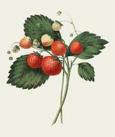 The Boston Pine Strawberry (1852) di Charles Hovey, un&#39;annata illustrazione di fragole fresche. Digitalmente migliorato da rawpixel. vettore