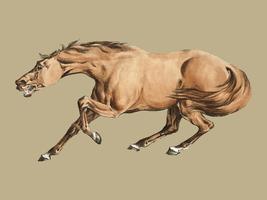 Illustrazione del cavallo marrone chiaro degli Sketches sportivi (1817-1818) di Henry Alken (1784-1851). Miglioramento digitale di rawpixel. vettore