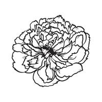 fiori e le foglie. disegnato a mano grafica. nero e bianca design per confezione, cartoline. vettore