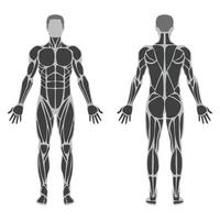 illustrazione dell'anatomia muscolare maschile vettore