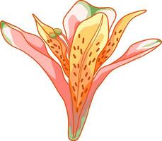 leggero rosa giglio alstroemeria fiore vettore clip arte illustrazione