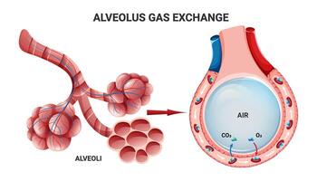 anatomia polmoni e alveoli. lo spazio aereo nei polmoni attraverso il quale vengono scambiati ossigeno e anidride carbonica. illustrazione vettoriale. vettore