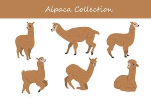 alpaca. collezione di carino alpaca. vettore illustrazione