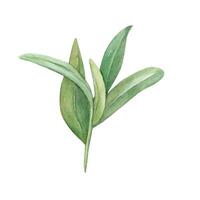erba ramoscello le foglie acquerello disegno. campo primavera pianta verde illustrazione. oliva mirtillo ramo isolato bianca sfondo vettore